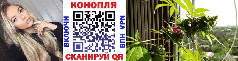 Конопля сатива Невинномысск